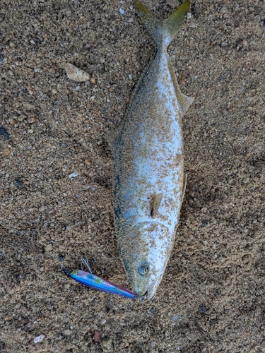 ハマチの釣果