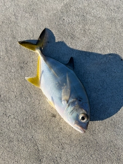 メッキの釣果