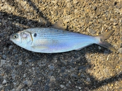 コノシロの釣果