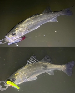 シーバスの釣果