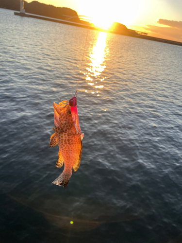 オオモンハタの釣果