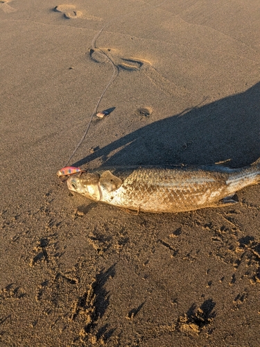 ボラの釣果