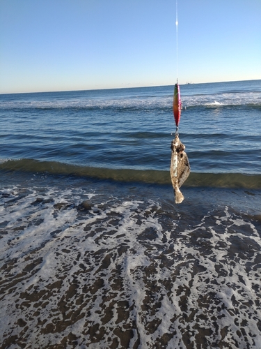 ソゲの釣果