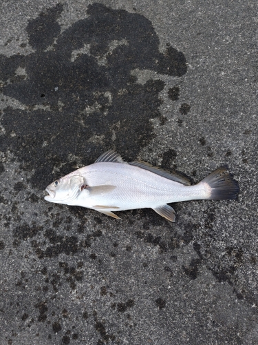 イシモチの釣果