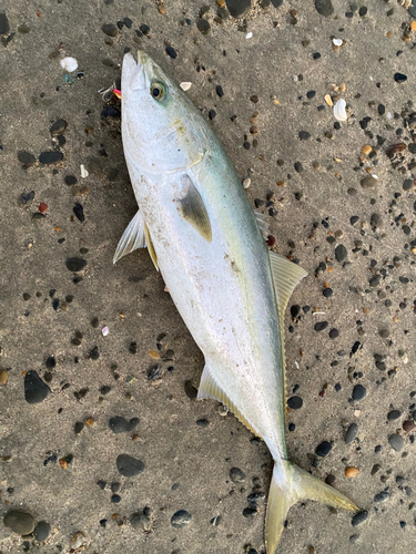 ワラサの釣果