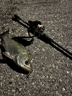 ヒラスズキの釣果