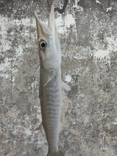 カマスの釣果