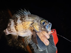 シロメバルの釣果