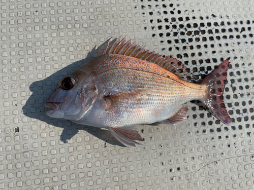 タイの釣果