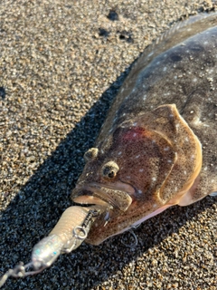 ソゲの釣果