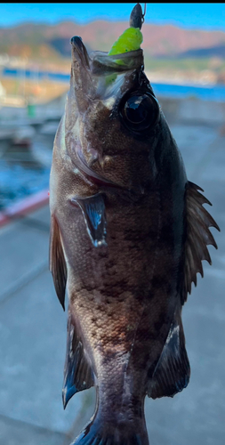 メバルの釣果