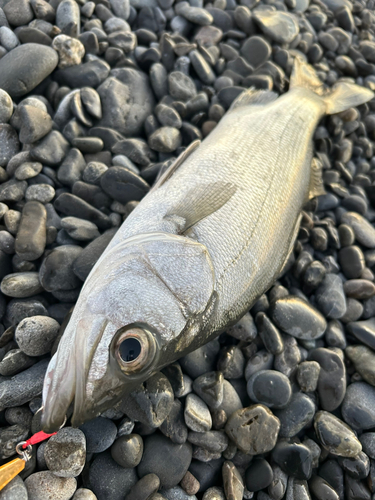 ヒラスズキの釣果