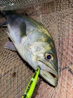 スズキの釣果