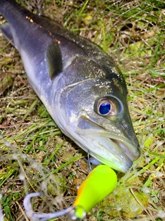 フッコ（マルスズキ）の釣果