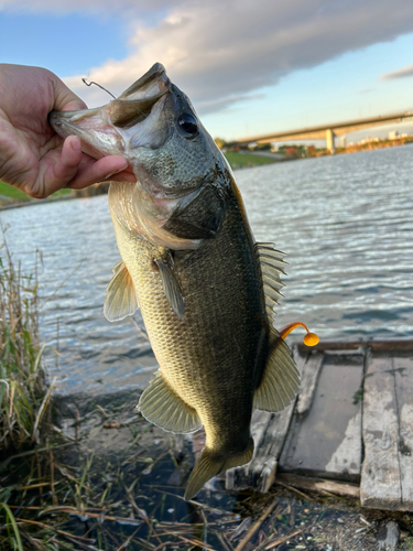 ブラックバスの釣果