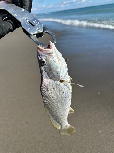 シログチの釣果