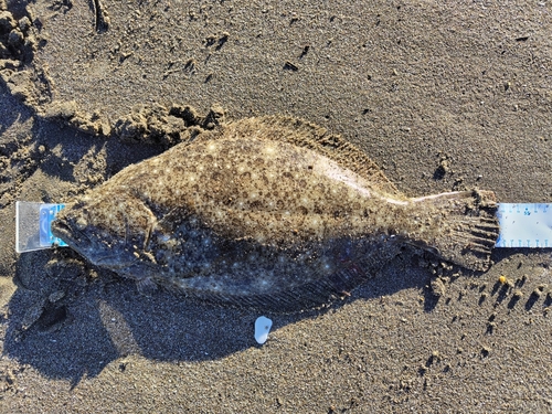 ヒラメの釣果