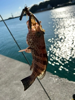 オオモンハタの釣果