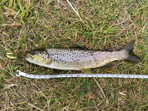 ブラウントラウトの釣果