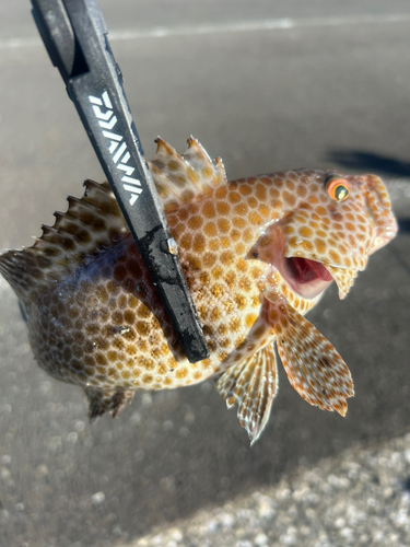 オオモンハタの釣果