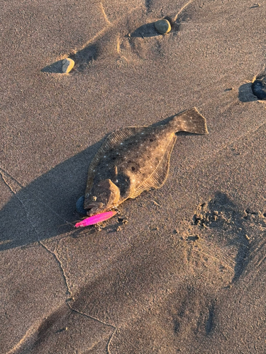 ヒラメの釣果