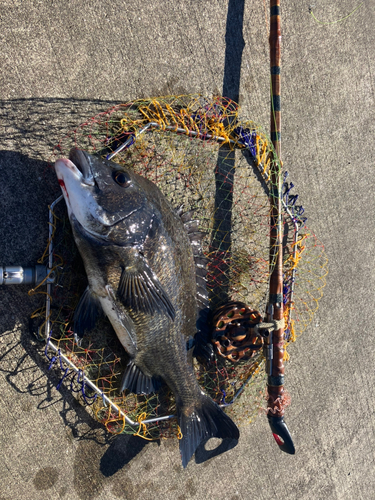 クロダイの釣果