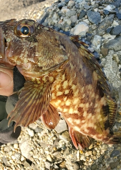 ガシラの釣果