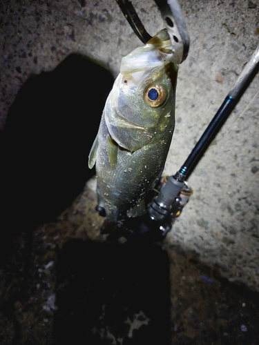 スズキの釣果