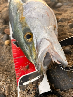 イナダの釣果