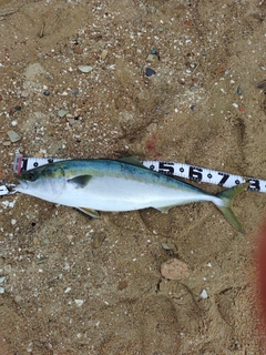 メジロの釣果