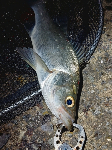 スズキの釣果