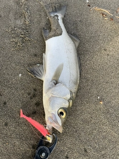 ヒラスズキの釣果