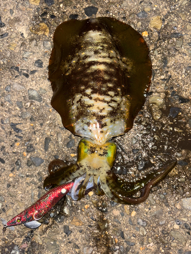 アオリイカの釣果