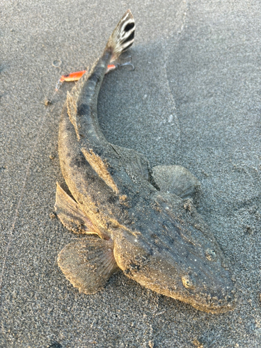 マゴチの釣果