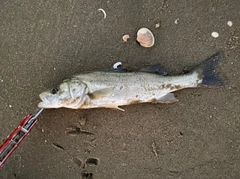 セイゴ（マルスズキ）の釣果