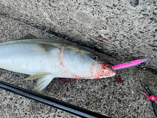 ハマチの釣果