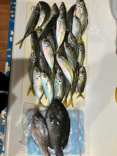 アジの釣果