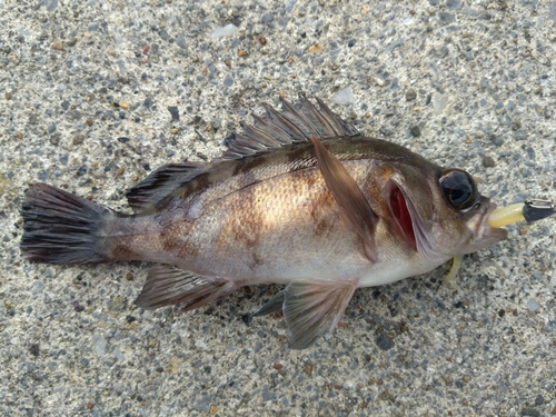 メバルの釣果