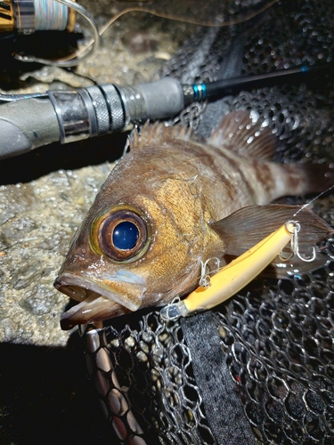 メバルの釣果