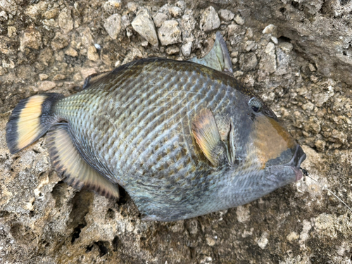 ゴマモンガラの釣果