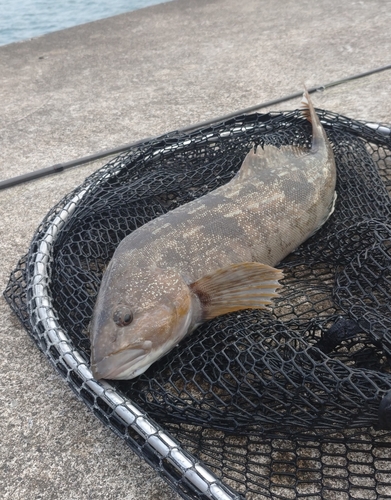 アイナメの釣果