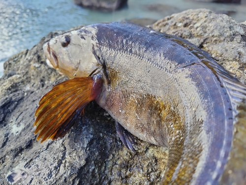 アイナメの釣果