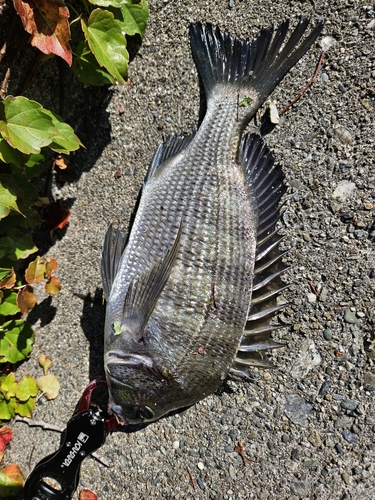 クロダイの釣果