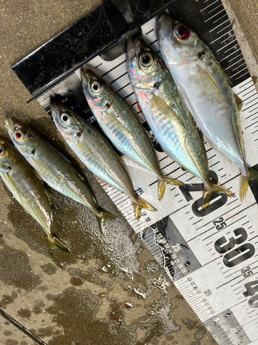 アジの釣果