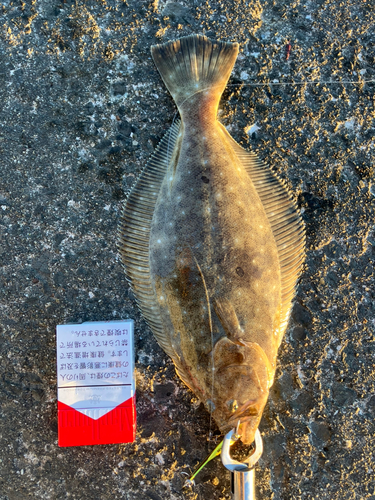 ヒラメの釣果