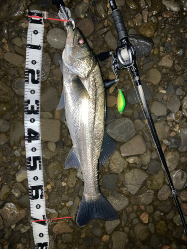 シーバスの釣果