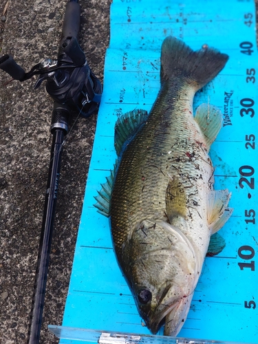 ブラックバスの釣果