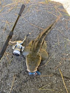 マゴチの釣果