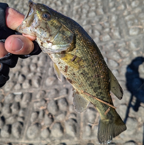 ラージマウスバスの釣果