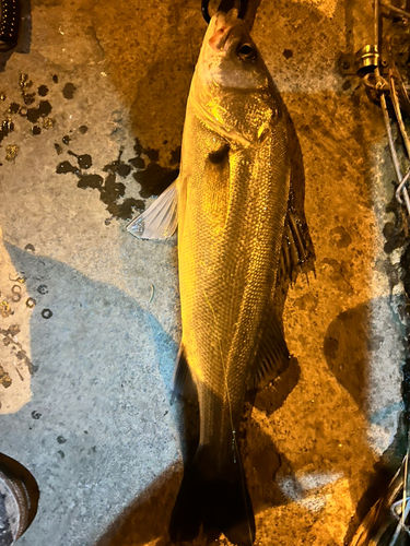 シーバスの釣果